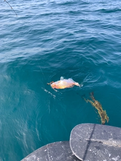 レンコダイの釣果