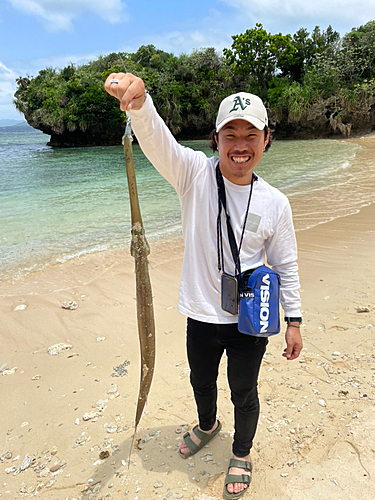 アオヤガラの釣果