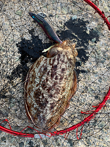 コウイカの釣果