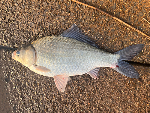 フナの釣果