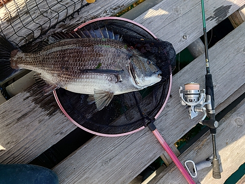 クロダイの釣果