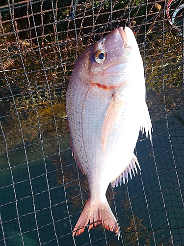 チダイの釣果