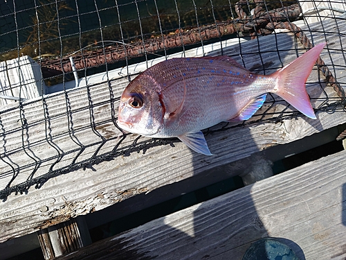 チダイの釣果