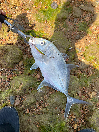 ロウニンアジの釣果