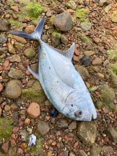 ロウニンアジの釣果