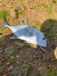 ロウニンアジの釣果