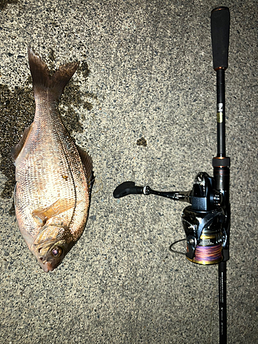 ウミタナゴの釣果