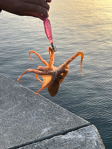 タコの釣果