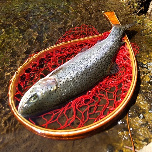 ニジマスの釣果