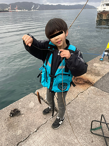 ドンコの釣果