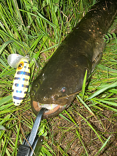 ナマズの釣果