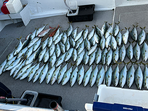 ヤズの釣果