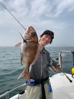 マダイの釣果