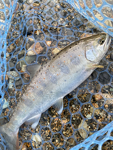 アマゴの釣果