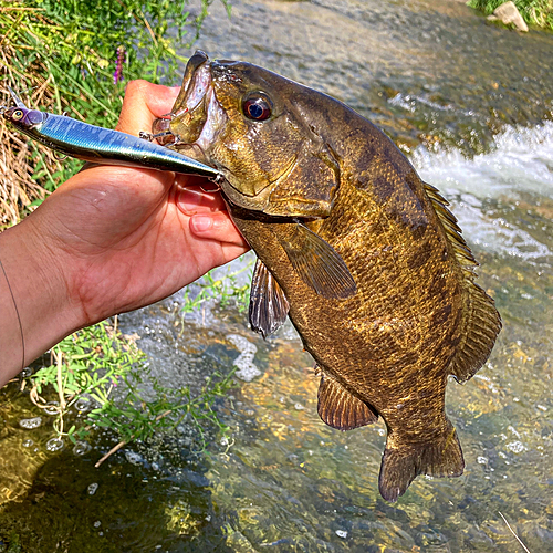 スモールマウスバスの釣果