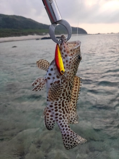 カンモンハタの釣果