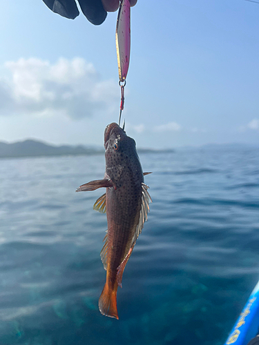 イシミーバイの釣果