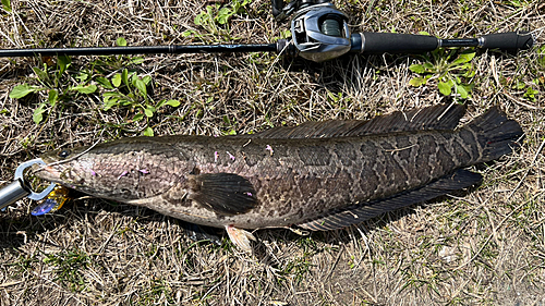 ライギョの釣果