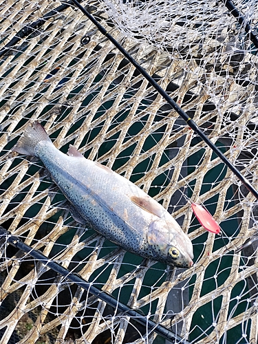 ニジマスの釣果