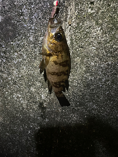 シロメバルの釣果