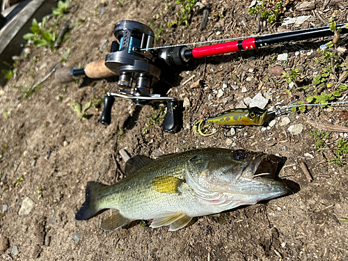 ラージマウスバスの釣果