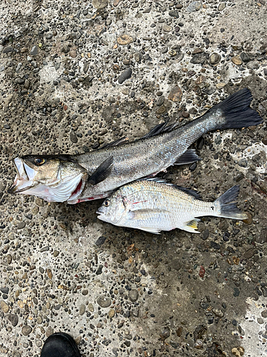 シーバスの釣果