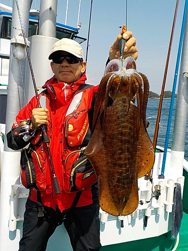 アオリイカの釣果