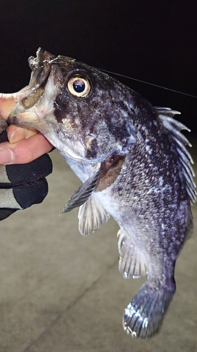 クロソイの釣果