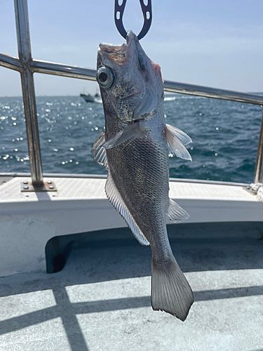 クログチの釣果