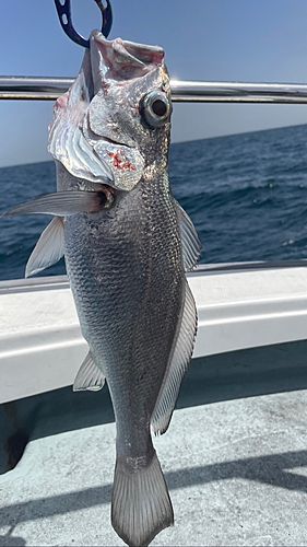 クログチの釣果