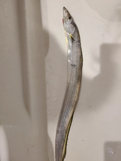 タチウオの釣果