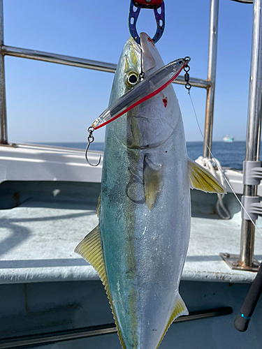 ハマチの釣果