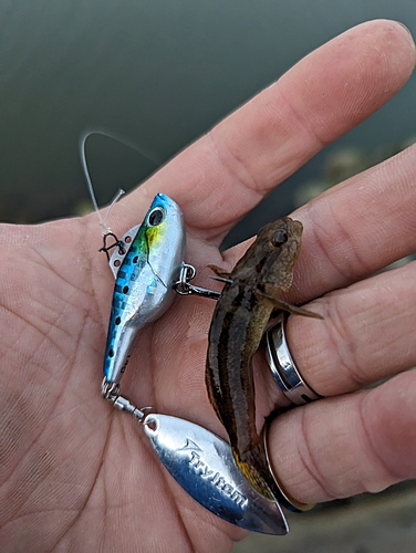 アナハゼの釣果