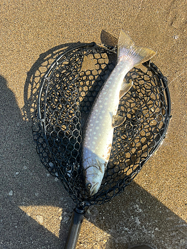 アメマスの釣果