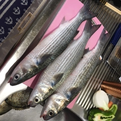 ボラの釣果