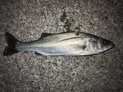 セイゴ(マルスズキ)の釣果