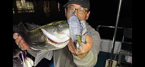 シーバスの釣果