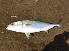 メジロの釣果