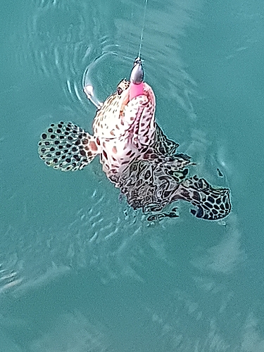 イシミーバイの釣果