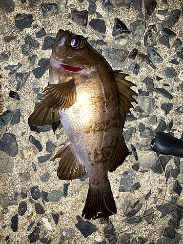 シロメバルの釣果