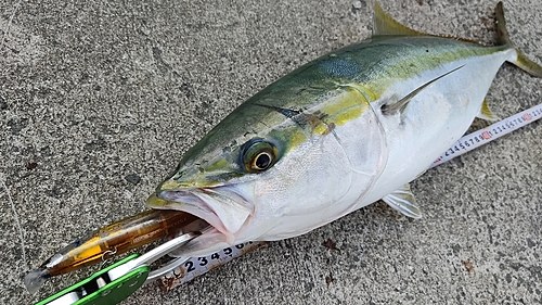 メジロの釣果