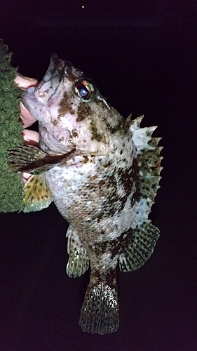 ムラソイの釣果