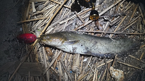 マナマズの釣果