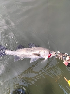 スズキの釣果