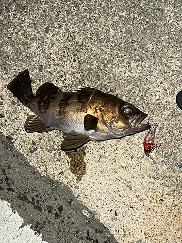 アオメバルの釣果