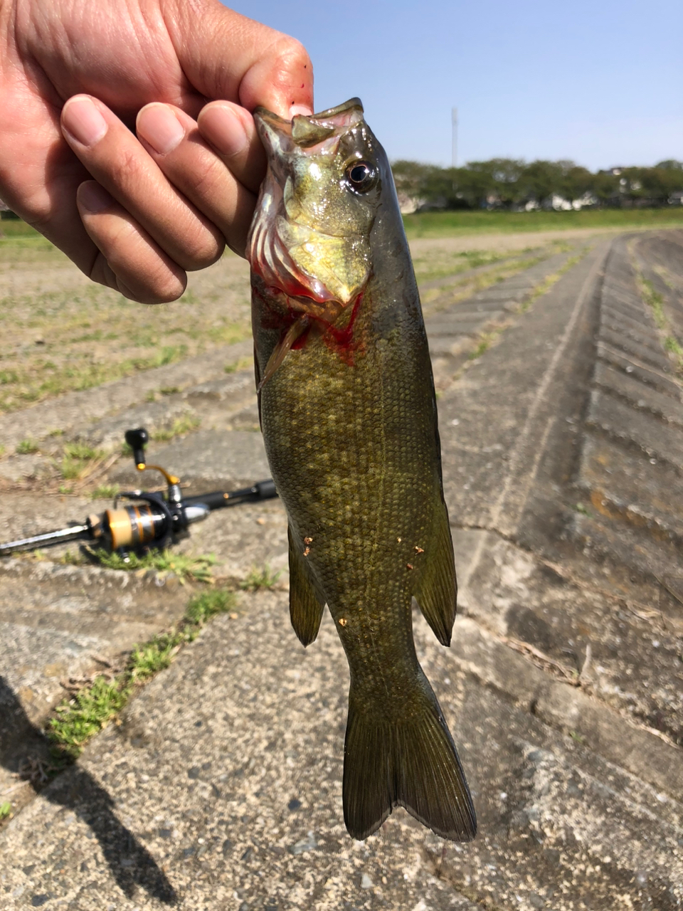 スモールマウスバス