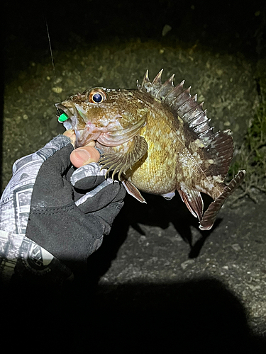 カサゴの釣果