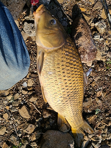 釣果