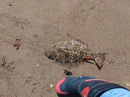 ヒラメの釣果