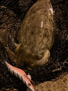 モンゴウイカの釣果